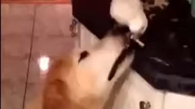 Прикольные животные смотреть онлайн