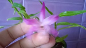 4.Дендробиум  Rainbow Dance Akatsukinjan