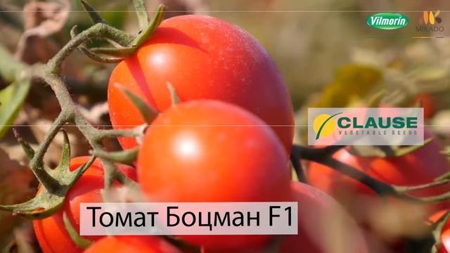 Промышленный томат Боцман F1 от компании VILMORIN смотреть онлайн