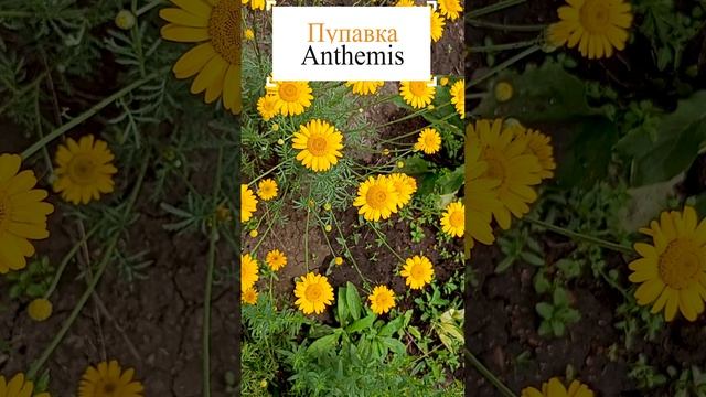 Пупавка (Anthemis).?