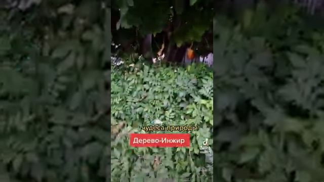 #дерево#инжир#чудеса#природы#турция#горы