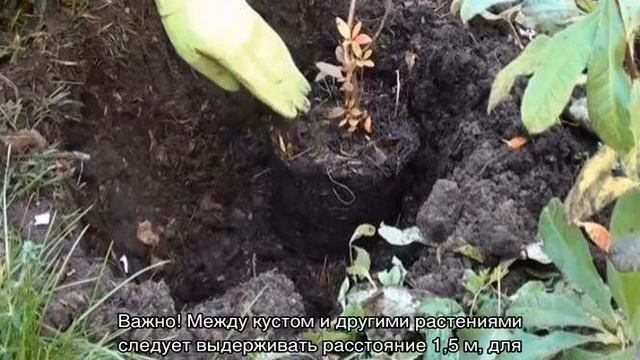 Рододендрон листопадный: сорта, посадка и уход