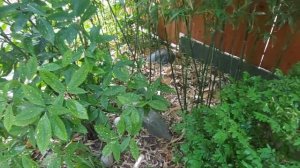 Обрезка бамбука