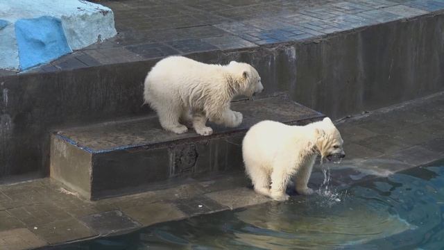 Медвежонок девочка пошла с утра помыть голову. 04.05.2023 смотреть онлайн
