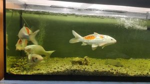 карпы кои , зимуют в аквариуме