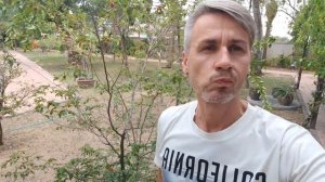Трифазия трифолия или лаймовая ягода. Тriphasia trifolia or limeberry.