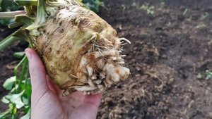 Уборка корневого сельдерея и зимней редьки, подготовка их к хранению