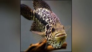 How to breed Jaguar cichlid in sinhala/ සිංහල