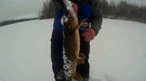 Зачётная щука на лесном озере! Рыбалка на флажки (жерлицы)!