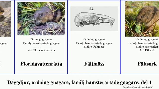 Däggdjur, ordning gnagare, familj hamsterartade gnagare, del 1 microtus akodon musculus mammal смотреть онлайн