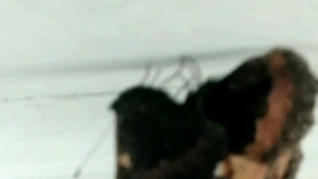 две бабочки крапивницы спариваются и кладут яйца. смотреть онлайн