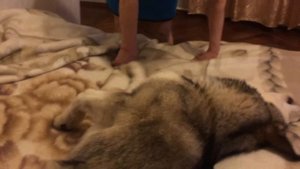 Маламут ругается и не хочет слезать с кровати :)