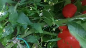 Томат Любаша советую садить