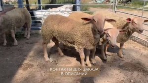 Овцы и бараны Шароле! Мясная порода овец! Разведение овец породы Шароле! Племенные овцы Шароле