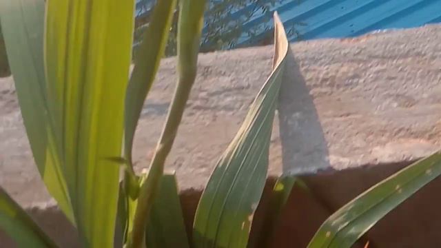 Gladiolus flower/ beautiful flower/ 🌼planting before to after... смотреть онлайн