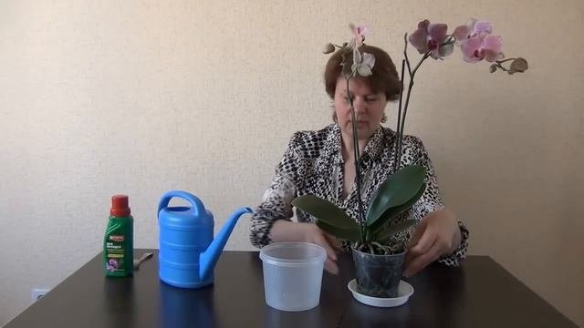 Как поливать орхидею видео. Как часто нужно поливать орхидею. подкормка орхидей чаем черным.