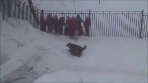 Собаки размножаются - дети смотрят
