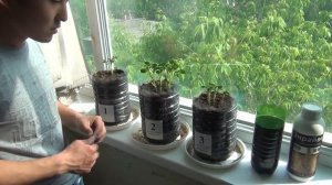 Выращивание картофеля биостимулятором Энрайвелл. Промежуточный итог.