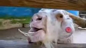 козел показывает язык