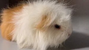 Швейцарский тедди