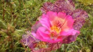 ПРОСТЫЕ Летние цветы для клумб beautiful flowers сад и огород #клубма #чернобрывцы #бархатцы