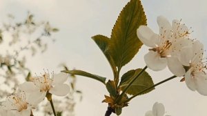 Очищающая тета-медитация