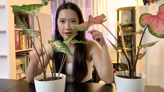 Growing Caladiums Indoors! *WORTH IT* смотреть онлайн