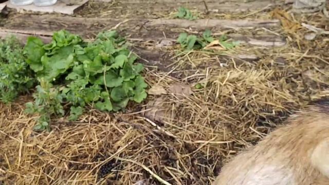 Топим печь/ Суп чечевичный/ Петрушка на зиму смотреть онлайн