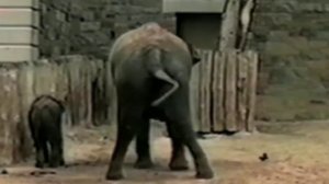 Реакция на стресс и модели Бей или Беги в примерах.