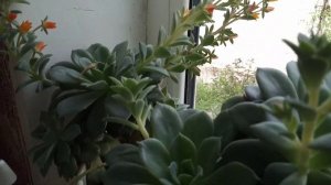 Мои комнатные цветы )
