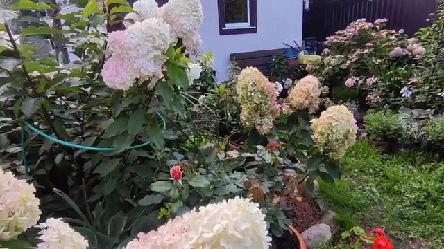 Метельчатые гортензии в середине августа ?? смотреть онлайн