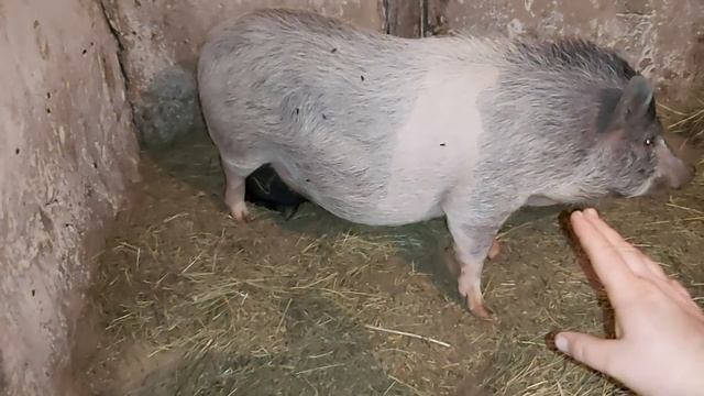 как я птицу лечил! смотреть онлайн