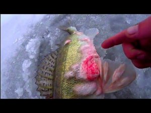 ЧТО ЭЭТООО??!!!! ПОЙМАЛ ЭТО ЧУДОВИЩЕ НА МЕТРОВОЙ ГЛУБИНЕ!!! ЗИМНЯЯ РЫБАЛКА