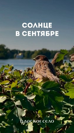 Нежность сентября и робкие признаки осени – в нашем видео из Екатерининского парка.