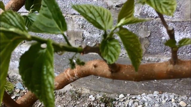 Шелковица компактная весной после обрезки. От почек до спелых ягод. смотреть онлайн