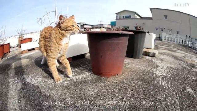 Samsung NX 10mm F3.5 - Movie AF TEST Eng Sub