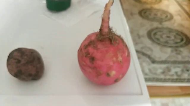 ОГРОМНАЯ редиска. Большая редиска. смотреть онлайн