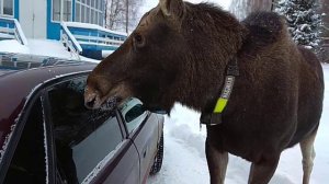 Лось напал на машину