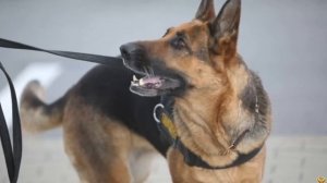 Акита-ину против Немецкой овчарки КТО ПОБЕДИТ В СХВАТКЕ?