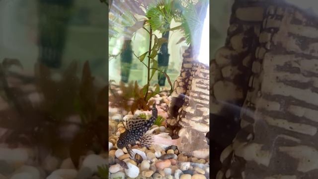 Анциструсы спаривание полное видео ancistrus love смотреть онлайн