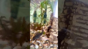 Анциструсы спаривание полное видео ancistrus love