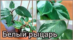 Как лучше выращивать #ФИЛОДЕНДРОН Белый рыцарь/White knight?Мой опыт и наблюдения? #цветы #растени