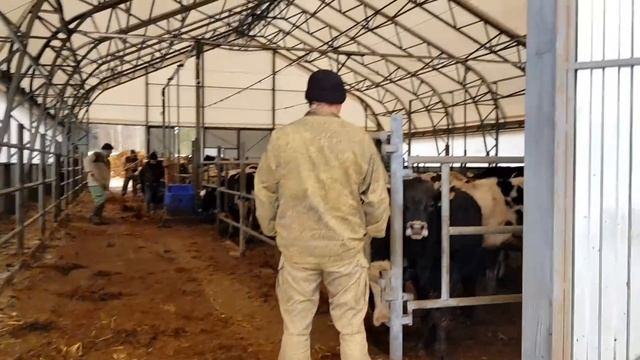 ПОЛНОСТЬЮ ЧИСТИМ глубокую подстилку в ангаре у БЫКОВ в 2 трактора МТЗ 82.1. Март 2021 смотреть онлайн