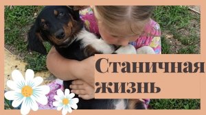 Купили дом на юге // Не ожидала - украли контент //Нужен совет// Посадила огурцы // Скосили траву