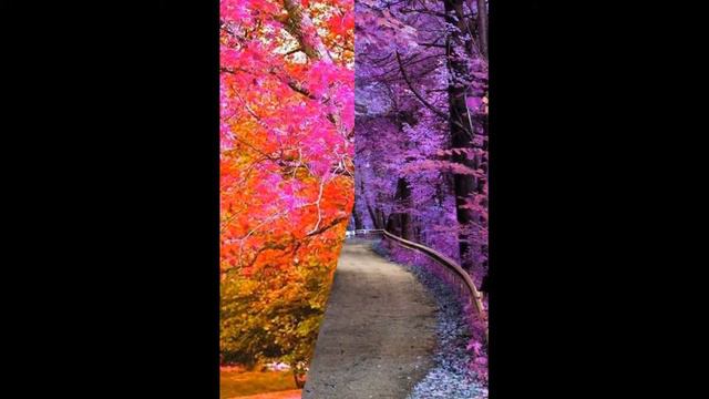 Симфония красок - деревья, сады и луга. смотреть онлайн