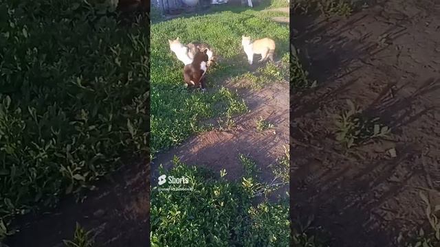 Барсик хвастается своей подругой
