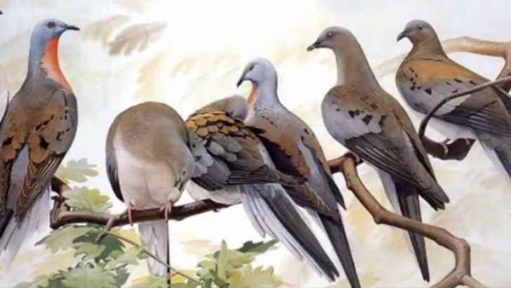 Чёрная Книга Странствующий Голубь