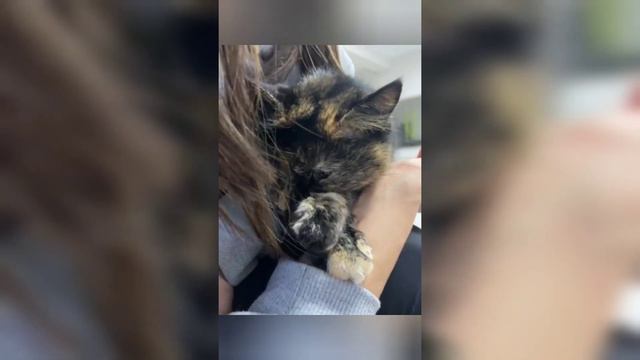 Солнышко, а не кошка смотреть онлайн