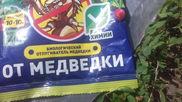 Яичная скорлупа -эффективное средство в борьбе с медведкой. Плюсы и минусы маленького парника смотреть онлайн