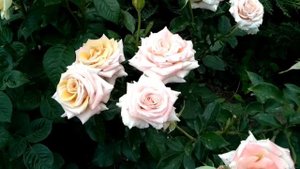 Роза "Крем карамель", цветение. Июнь 2021.